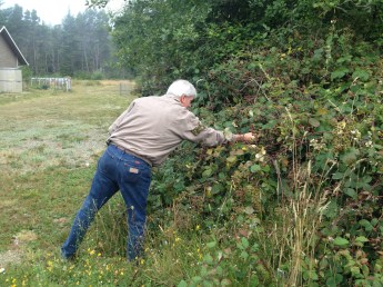 On our morning walk, Paul is picking ripened blackberries that grow wild long many streets.