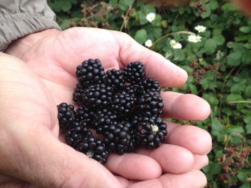 We ate hands full of these as part of our breakfast! What a morning walk!